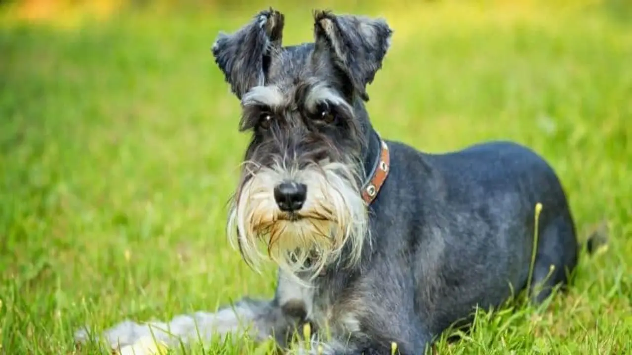 Unveiling The Grooming Essetials For Miniature Schnauzer With Long Hair
