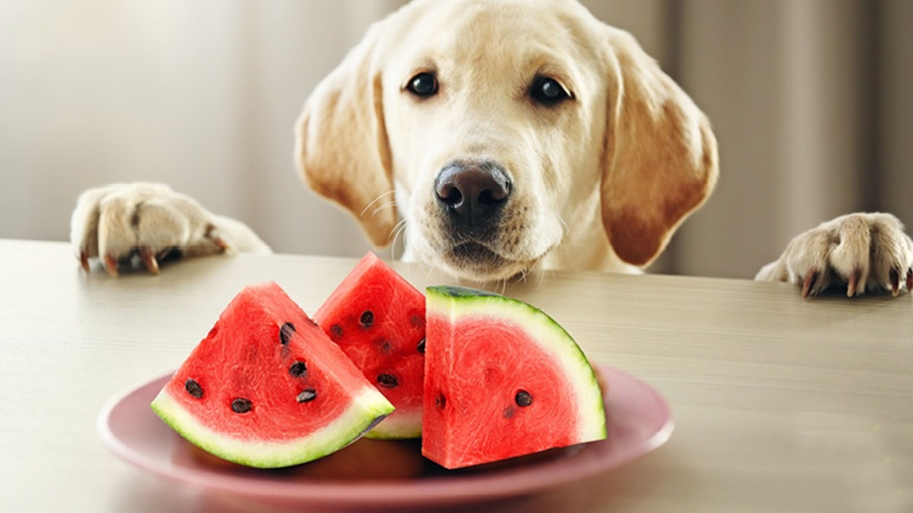 Watermelon Seeds- Safe Or Dangerous For Dogs