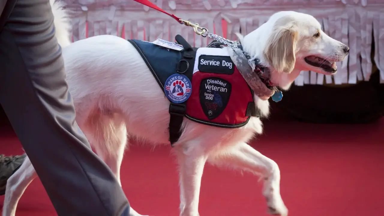 What Are The Identification Requirements For A Service Dog In Colorado