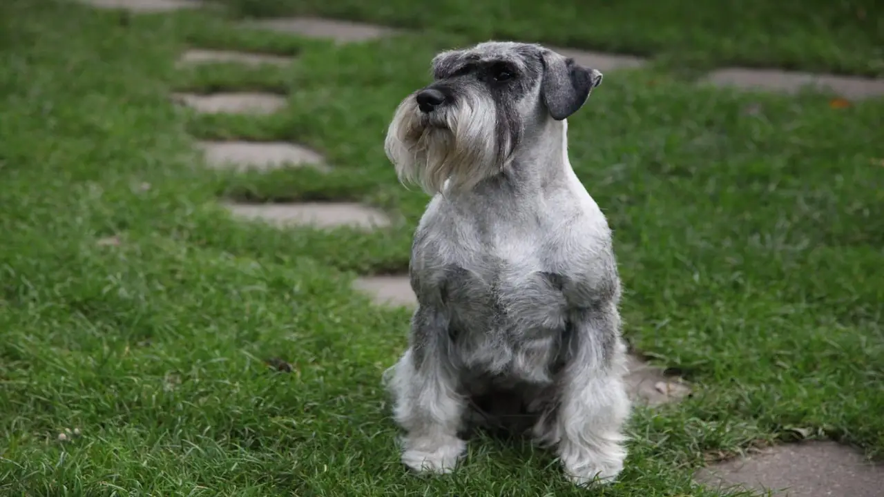 What Are The Popular Schnauzer Haircut Face Styles
