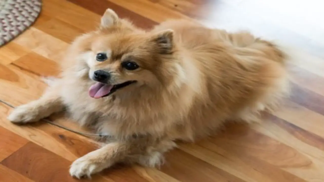 What Can You Train A Pomeranian To Do