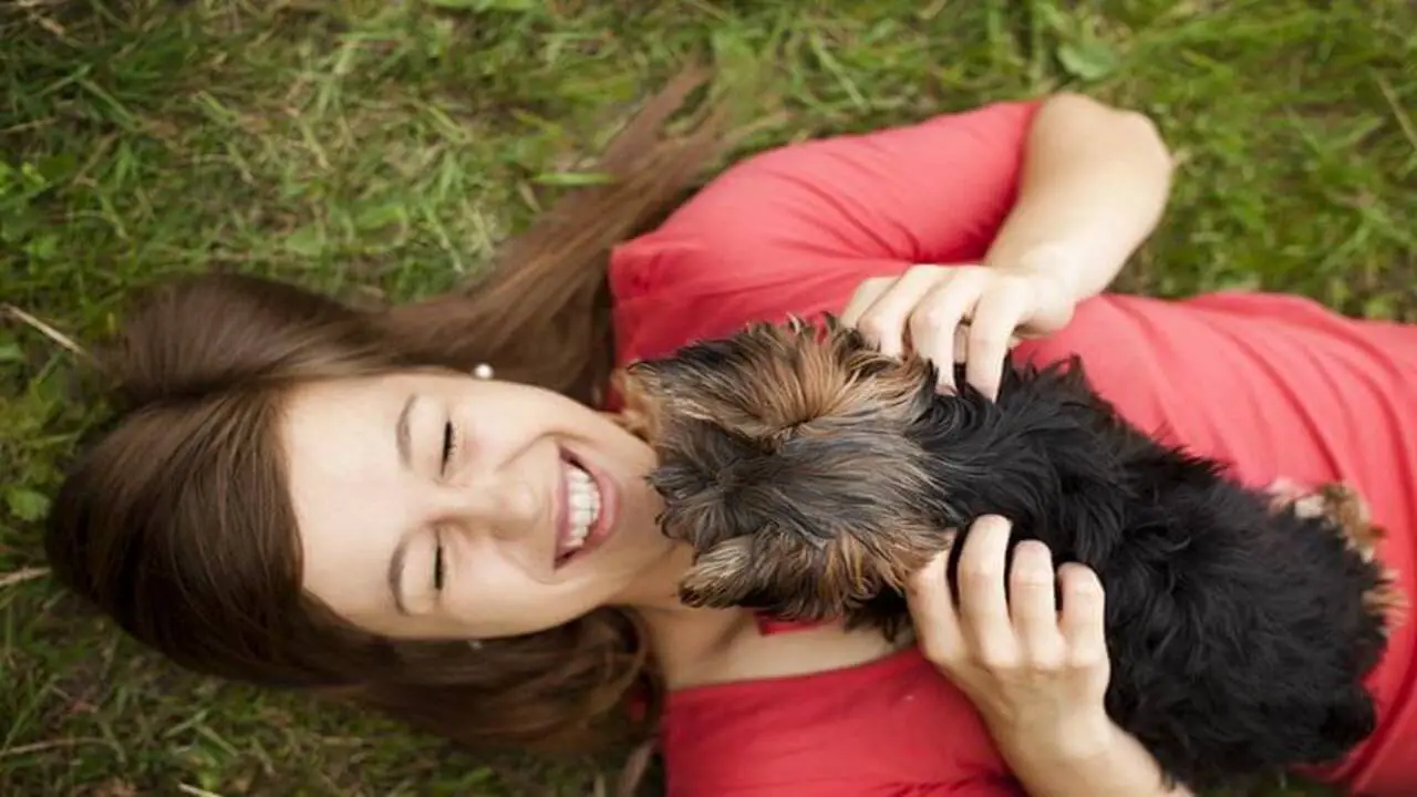 What Does It Mean When A Schnauzer Licks Certain Body Parts