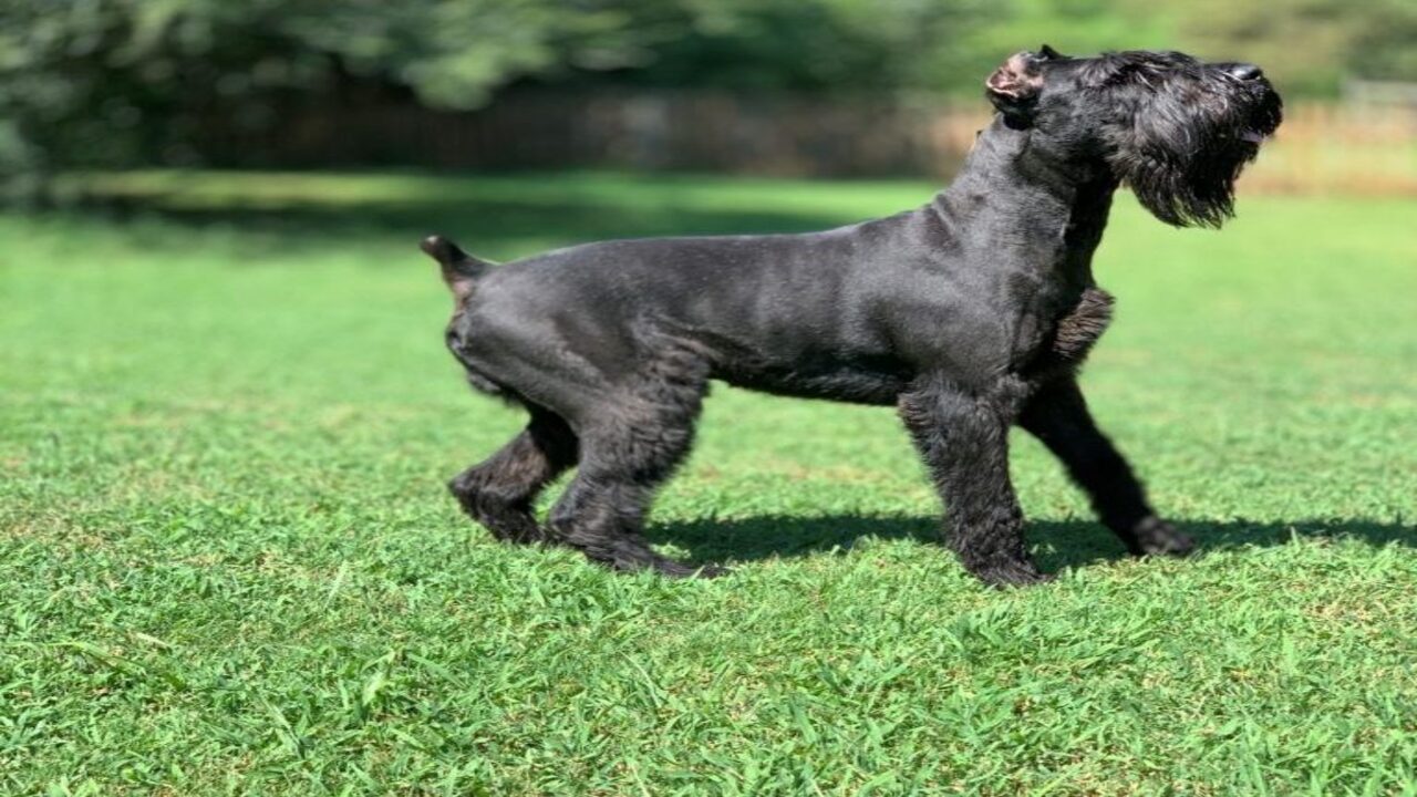 What Foods Are Recommended For Giant Schnauzers