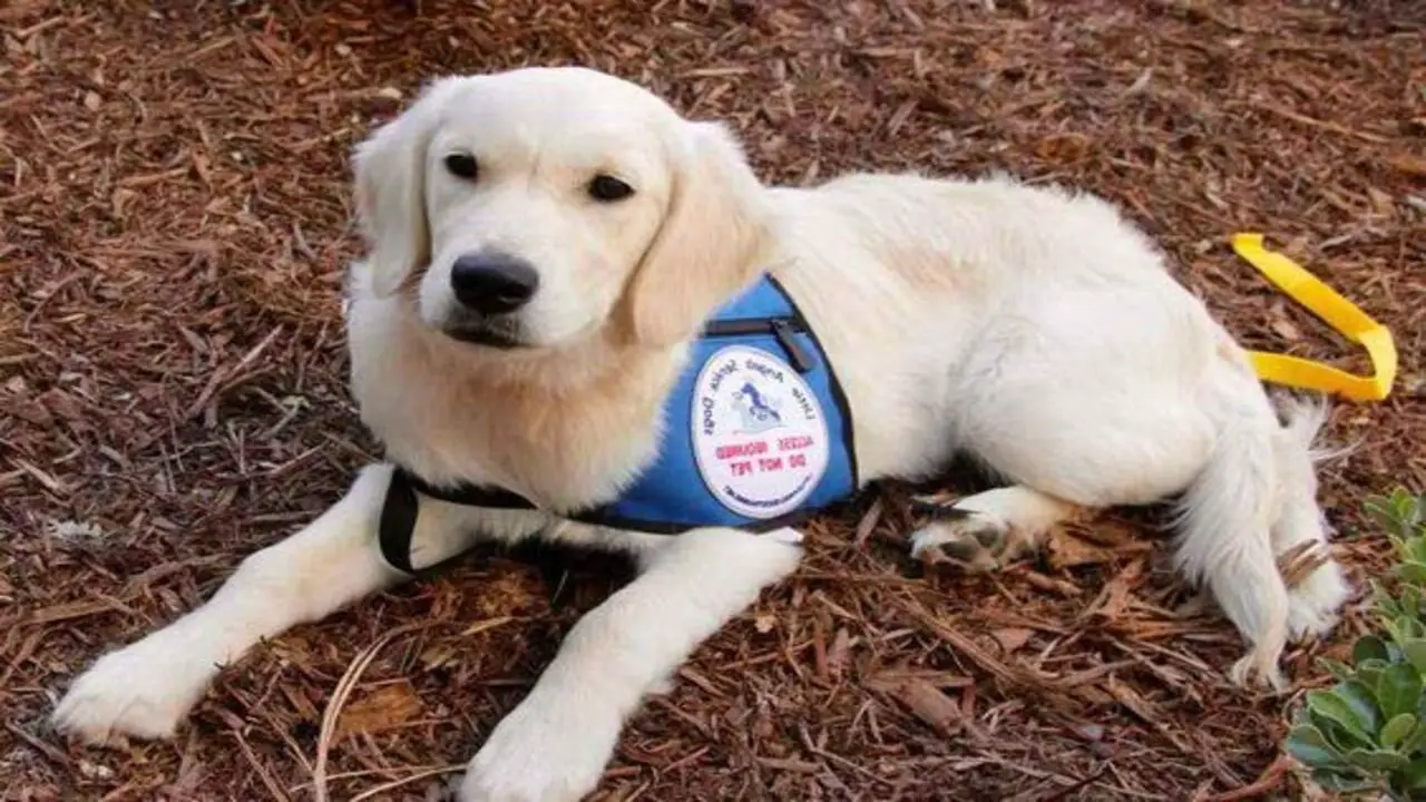 What Is A Psychiatric Service Dog Explained