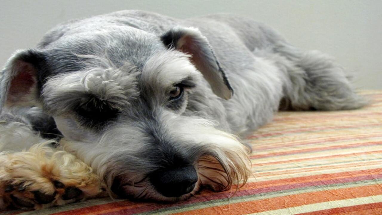 What Is The Typical Life Expectancy Of Miniature Schnauzer Breed
