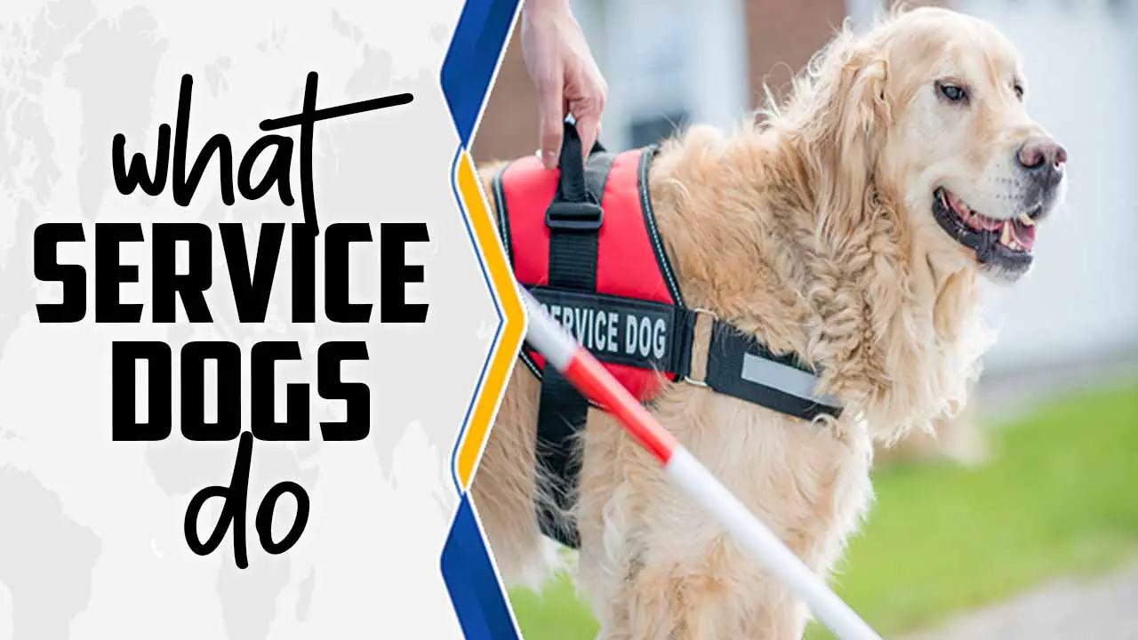 What Service Dogs Do