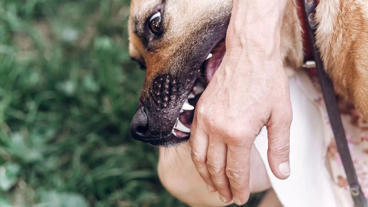 What Should Victims Do After A Dog Bite Incident In Virginia