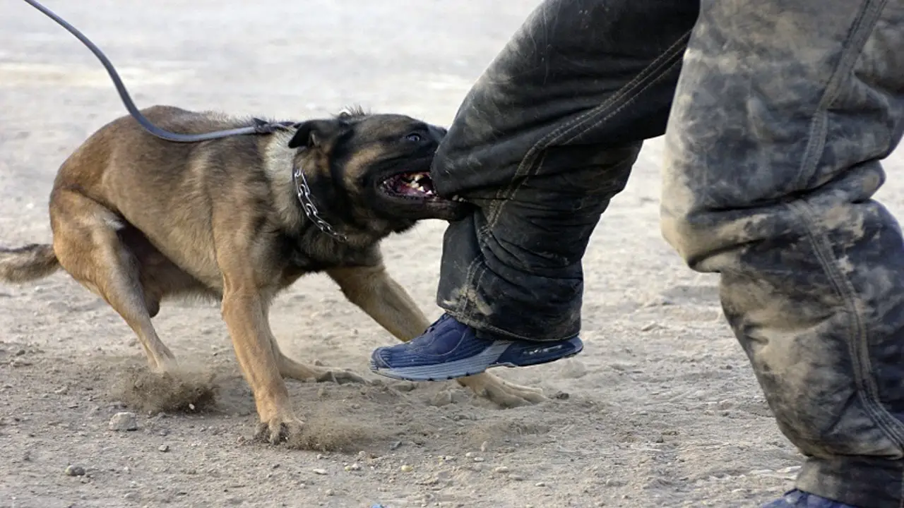 What Your Dog Bite Lawyer Can Do For You