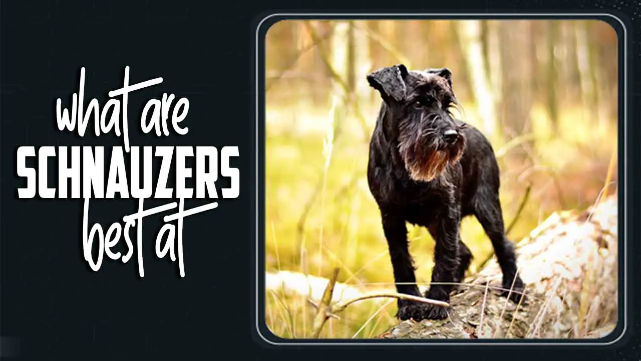 What Are Schnauzers Best At