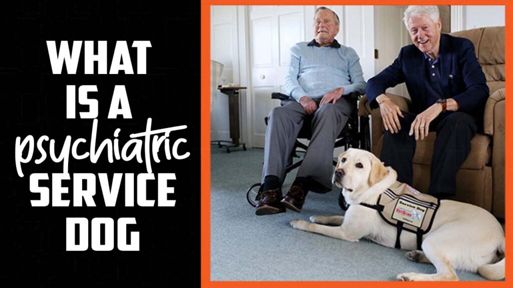 What Is A Psychiatric Service Dog A Comprehensive Guide