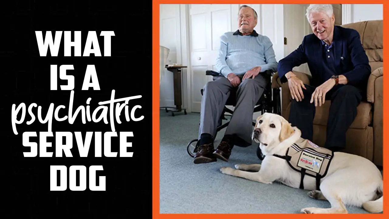 What Is A Psychiatric Service Dog
