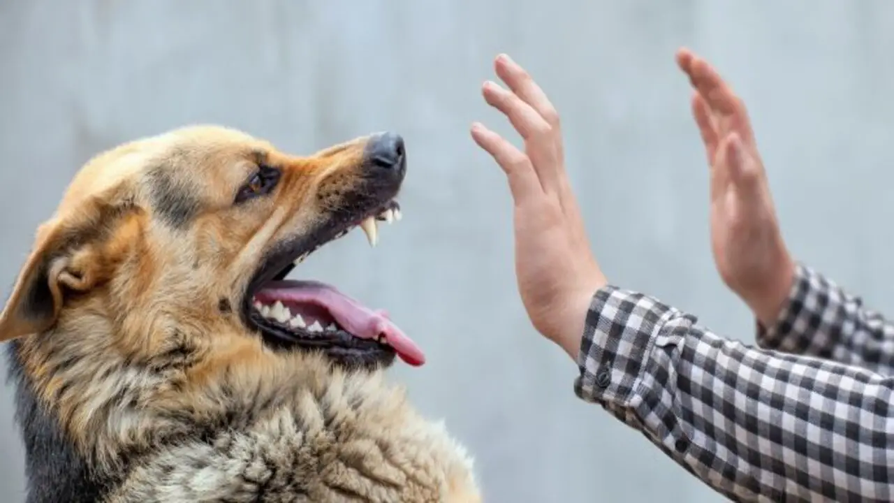 When To Hire A Dog Bite Lawyer