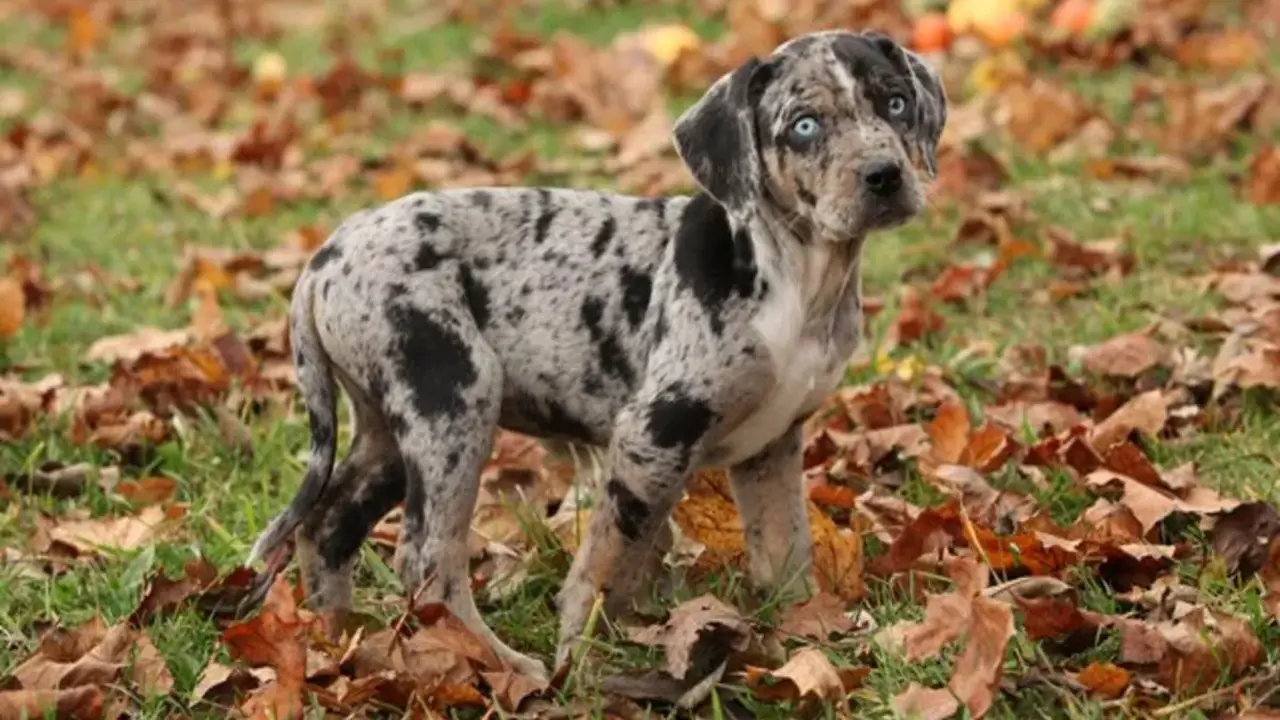 Why Are Catahoula Leopard Dogs Aggressive Good Reasons Or Bad Reasons