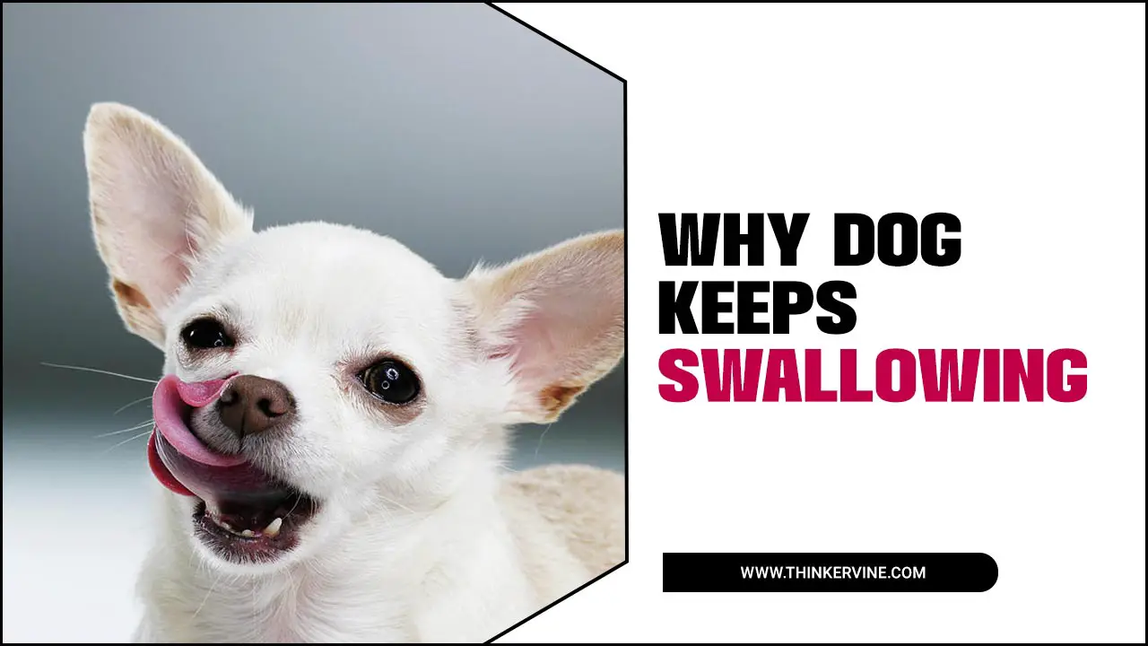 Why Dog Keeps Swallowing