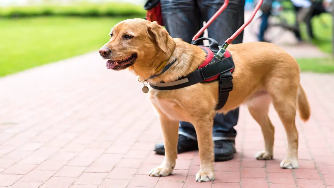 Why Service Dogs Can’t Be Pet 3 Surprising Reasons