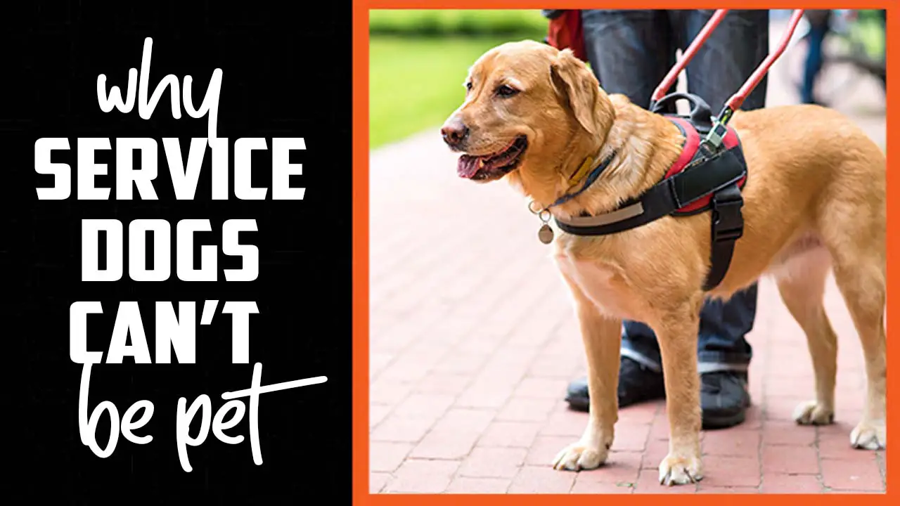 Why Service Dogs Can’t Be Pet
