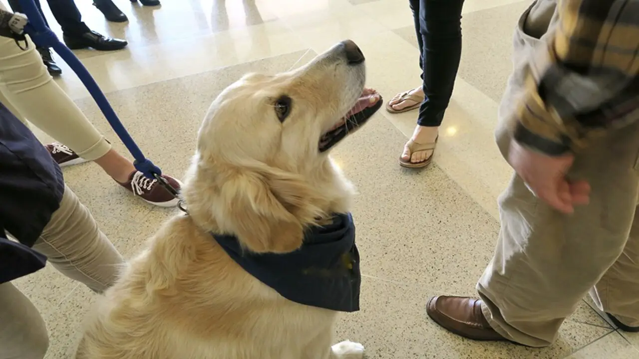 Why Would A Service Dog Need To Enter A Hospital