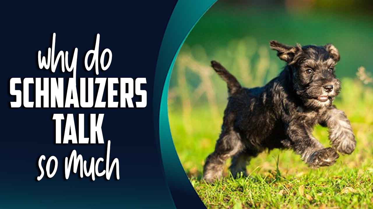 Why Do Schnauzers Talk So Much