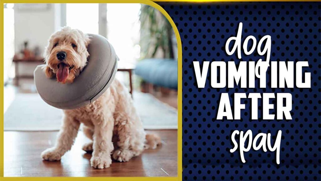 Dog Vomiting After Spay Causes And Solutions