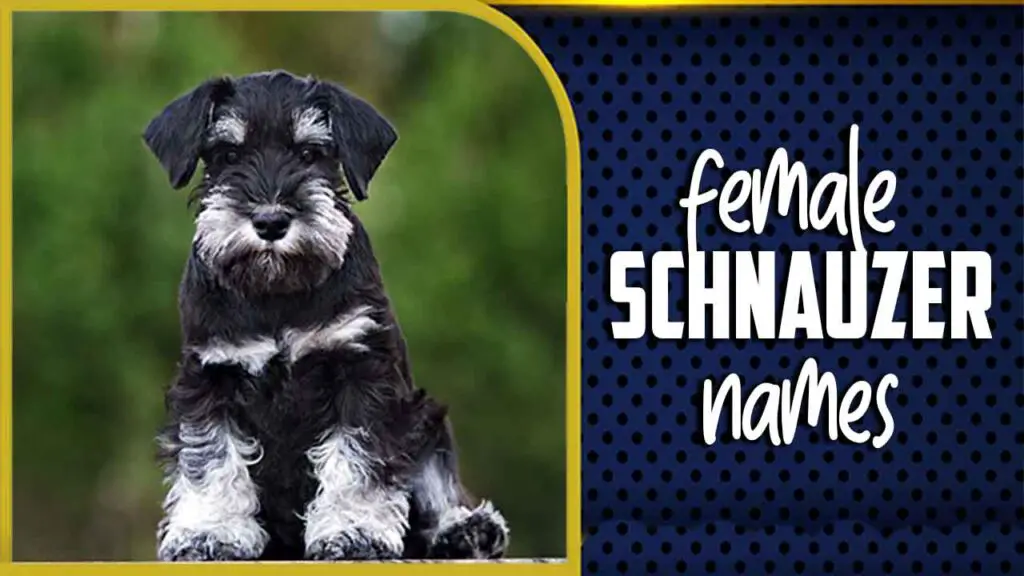 female-schnauzer-names-the-ultimate-guide