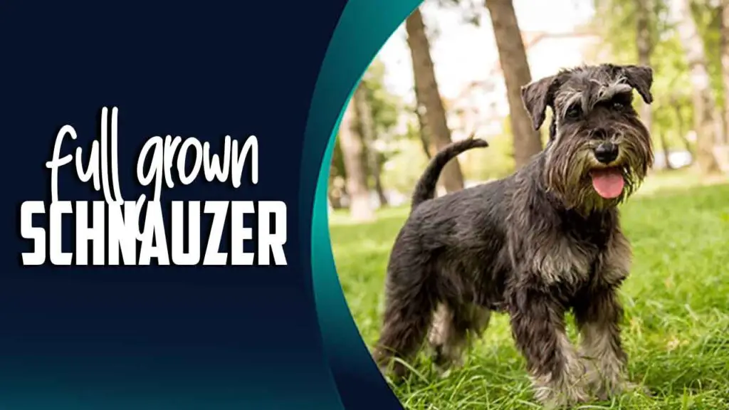 Full Grown Schnauzer