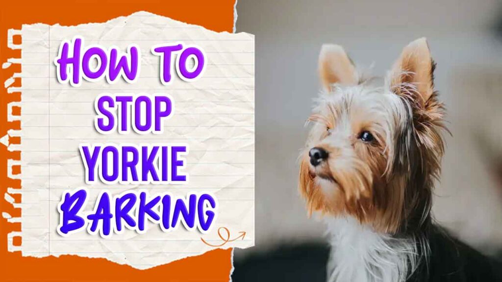 How To Stop Yorkie Barking A Definitive Guide
