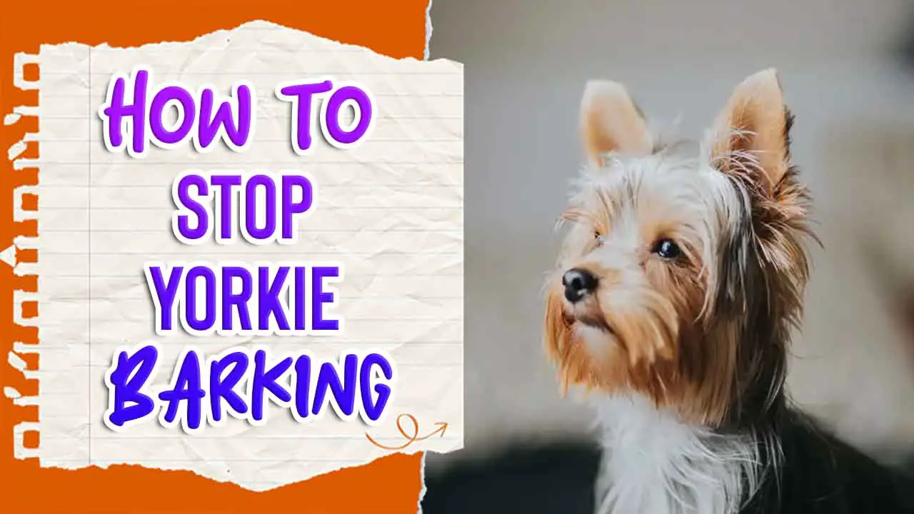 How To Stop Yorkie Barking