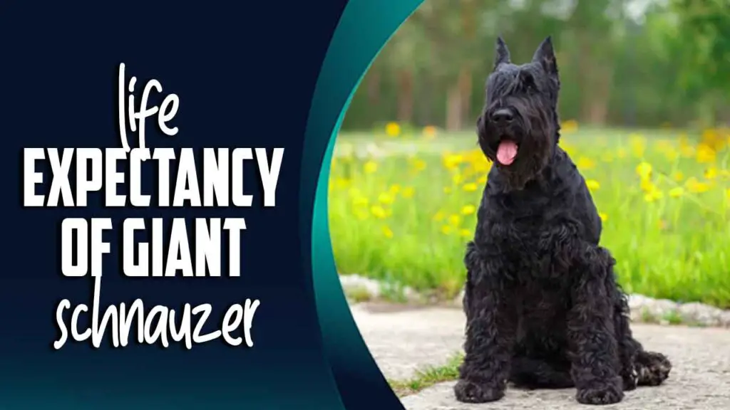 Life Expectancy Of Giant Schnauzer How Long Do They Live   Life Expectancy Of Giant Schnauzer 1024x576 