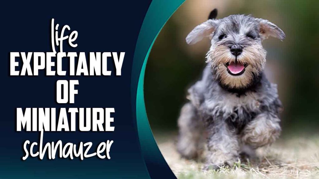 Life Expectancy Of Miniature Schnauzer Comprehensive Guide