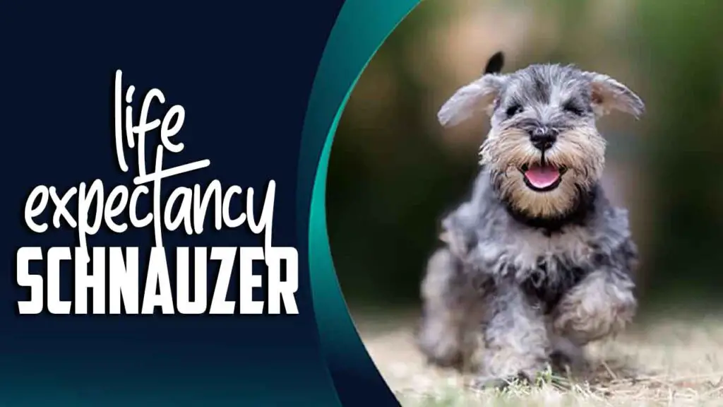 Life Expectancy Schnauzer: Everything You Need To Know