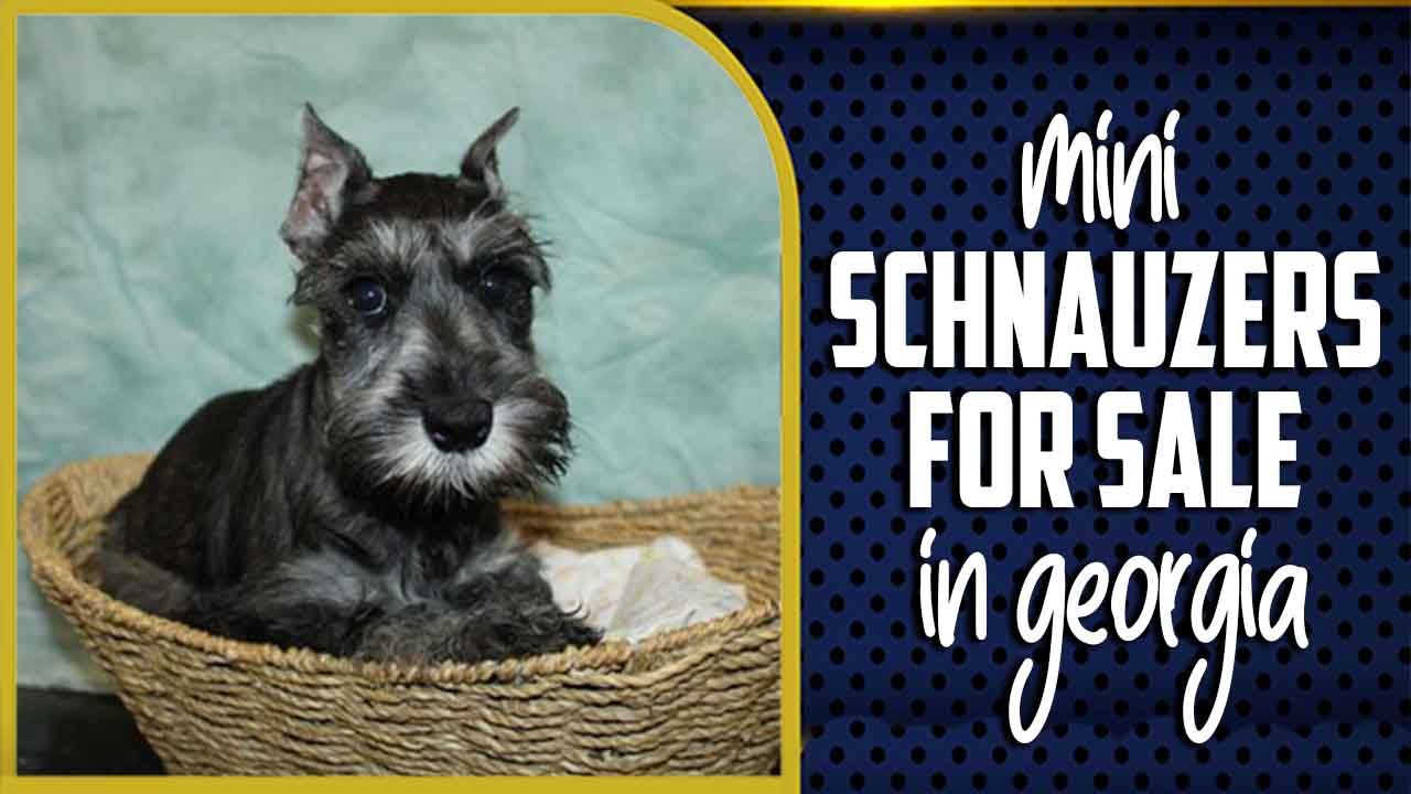 Mini Schnauzers For Sale In Georgia