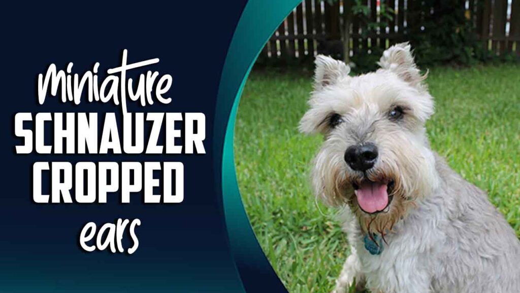 Miniature Schnauzer Cropped Ears - The Ultimate Guideline
