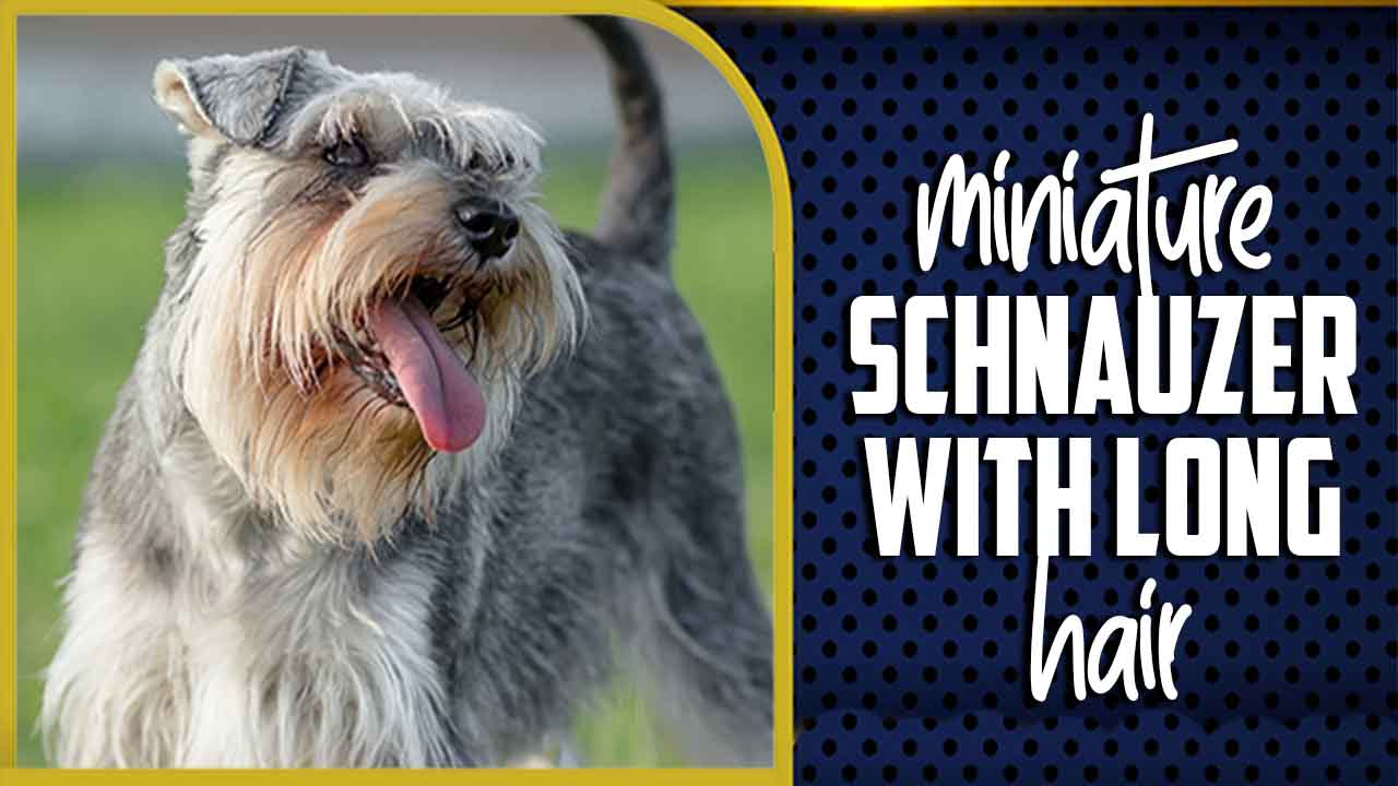 Miniature Schnauzer With Long Hair