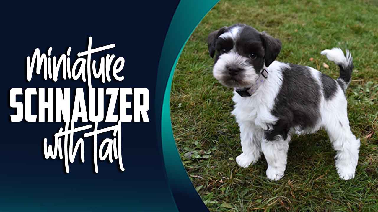 Miniature Schnauzer With Tail