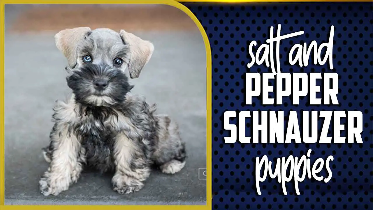 Salt And Pepper Schnauzer Puppies