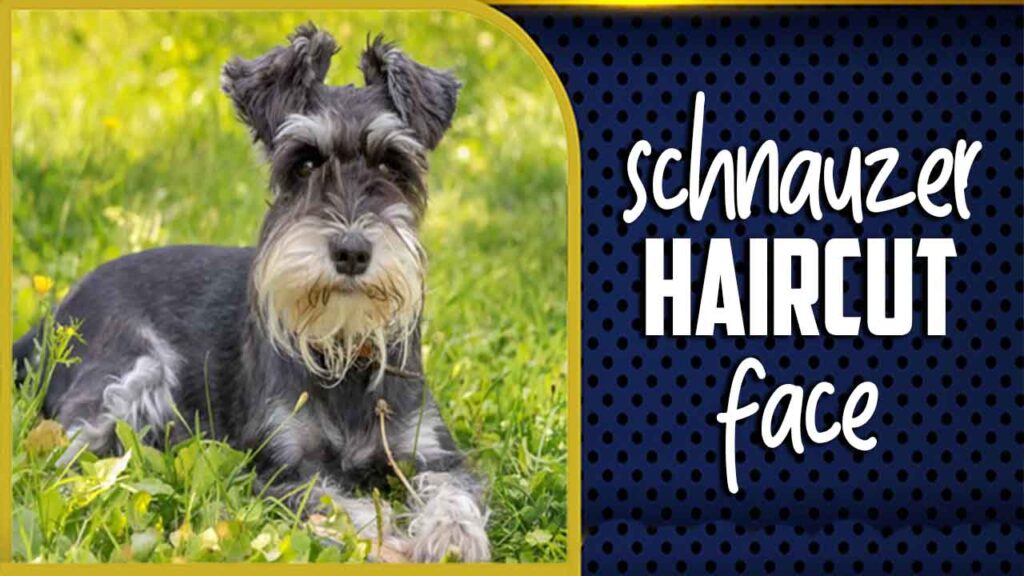 Photo inspiration: Picture Idea: Schnauzer Haircut Face