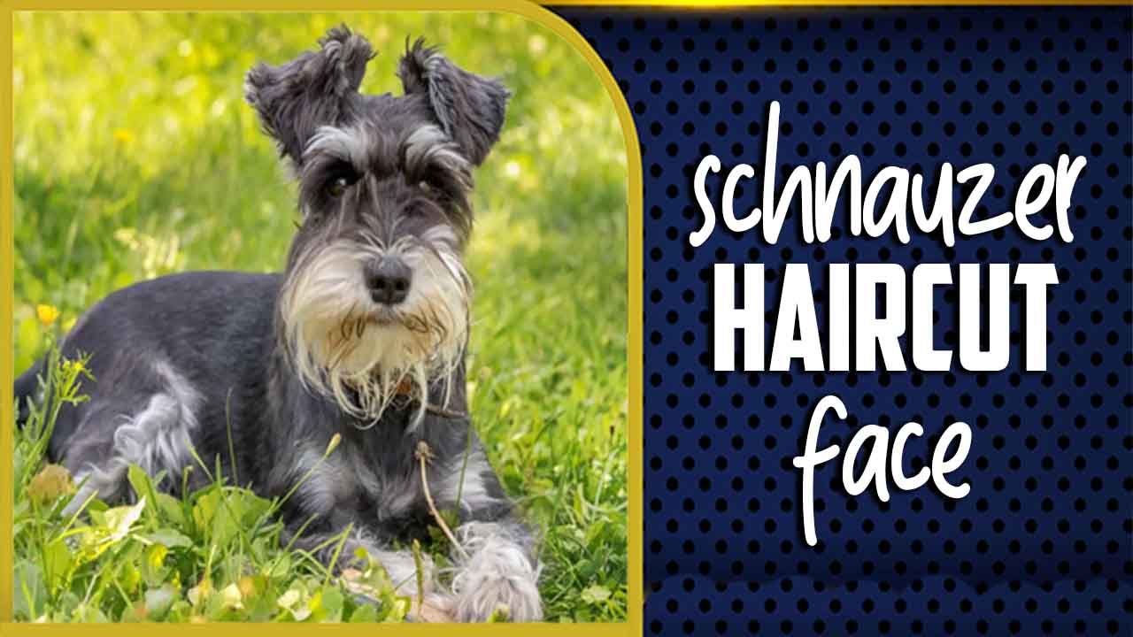 Schnauzer Haircut Face