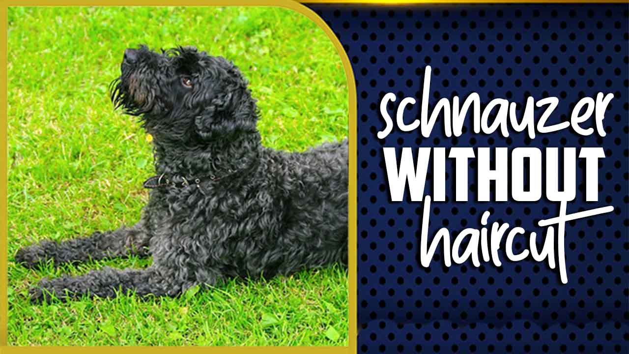 Schnauzer Without Haircut