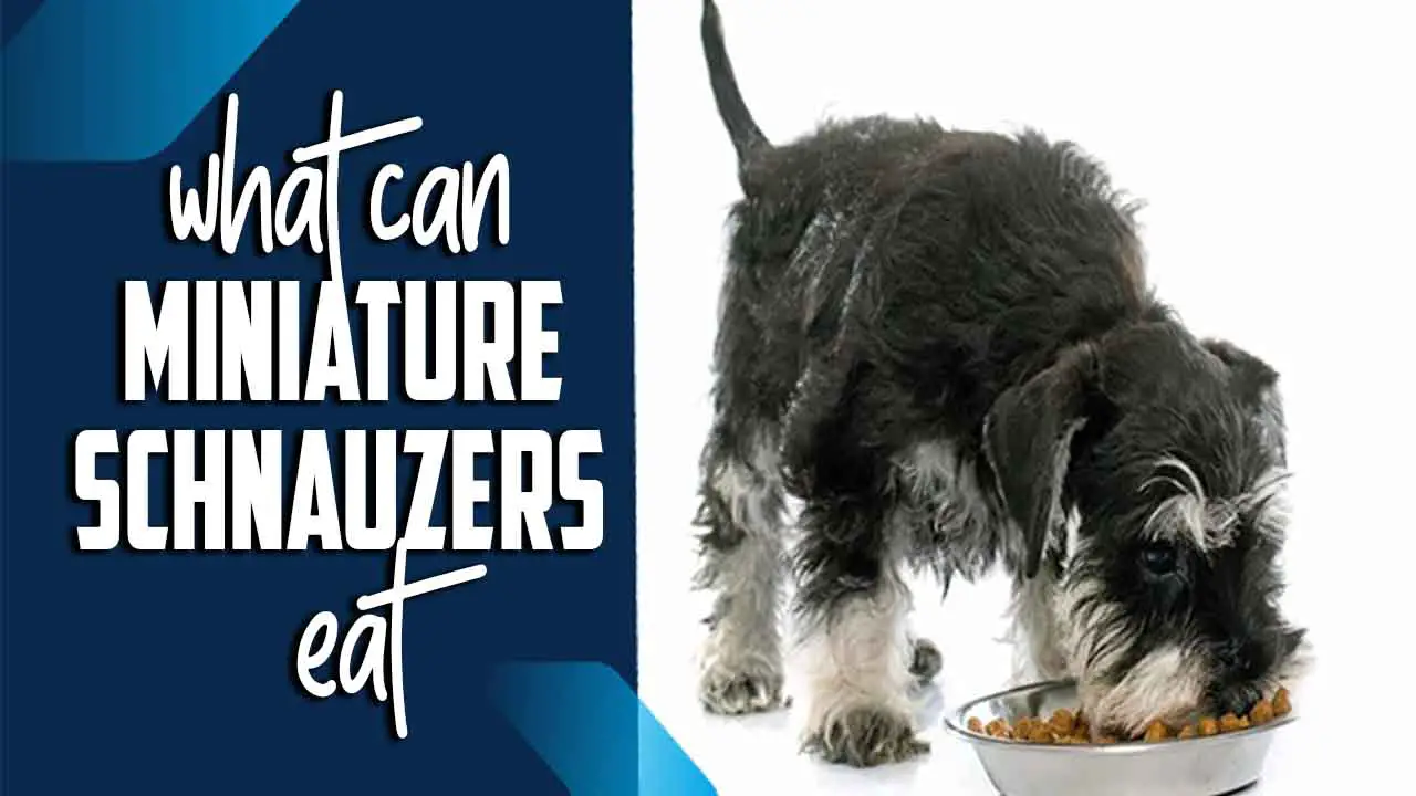 What Can Miniature Schnauzers Eat