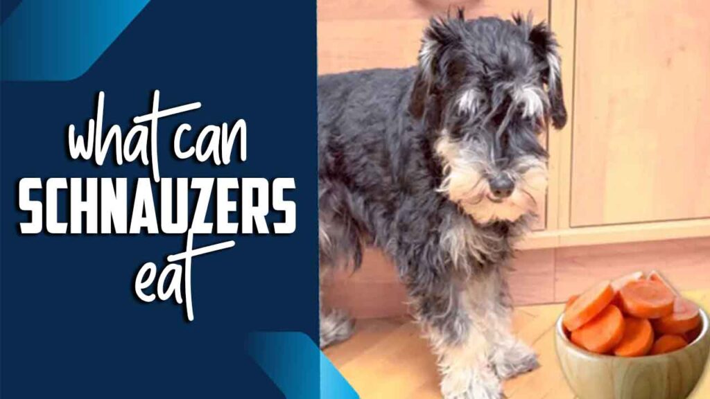 What Can Schnauzers Eat The Ultimate Guideline