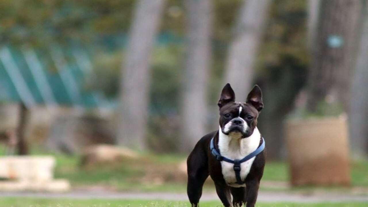 10 Effective Tips For Care Boston Terrier Pitbull- Mix