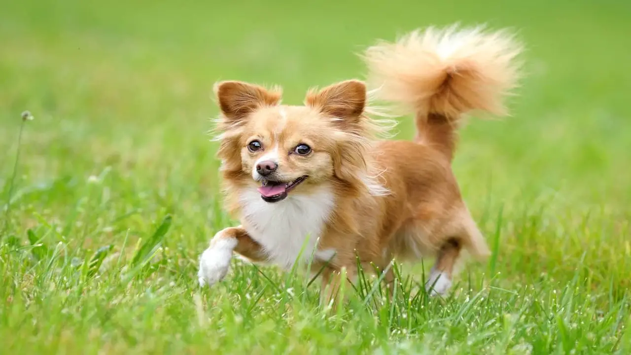 10 Effective Tips For Caring Long-Haired-Chihuahua