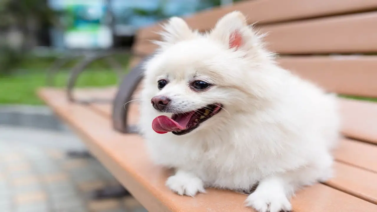 10 Effective Tips For Caring White Pomeranian