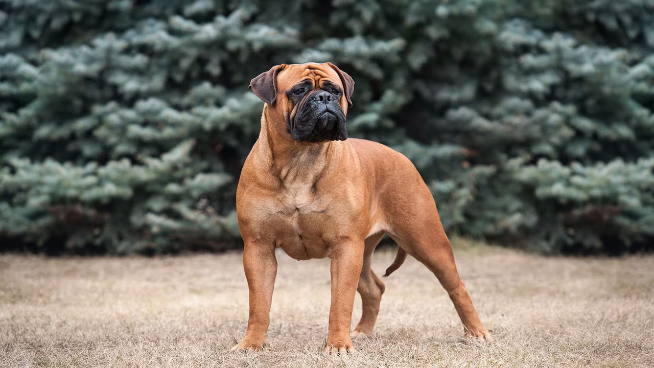 10 Effective Tips To Train Bullmastiff Guard Dog