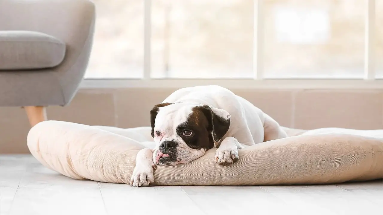 10 Reasons Why Are Kong Dog Beds Really Indestructible