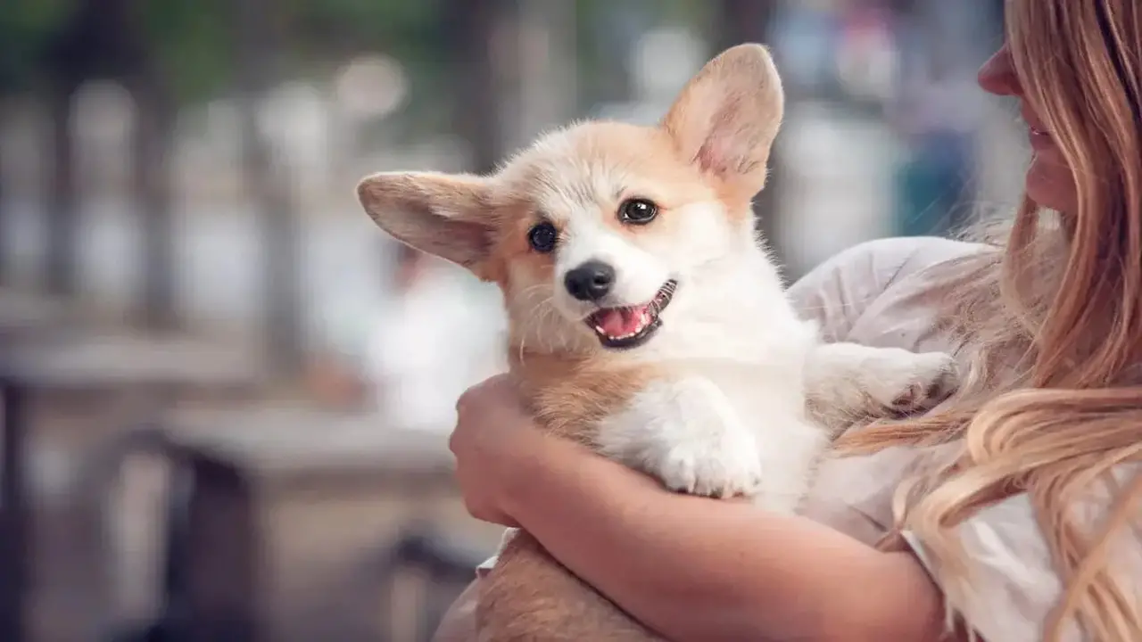 Are Corgis A Good Breed For Allergy Sufferers- Detail Answer
