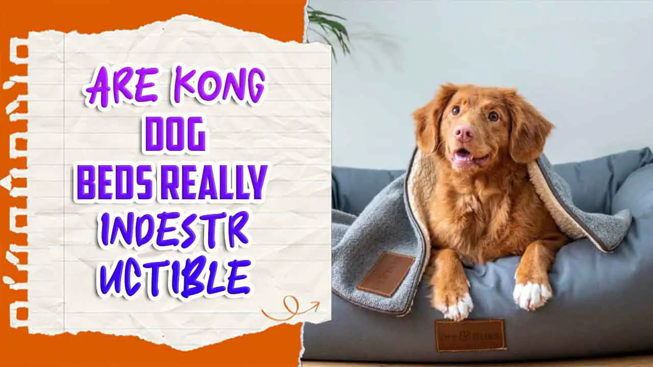 Are Kong Dog Beds Really Indestructible