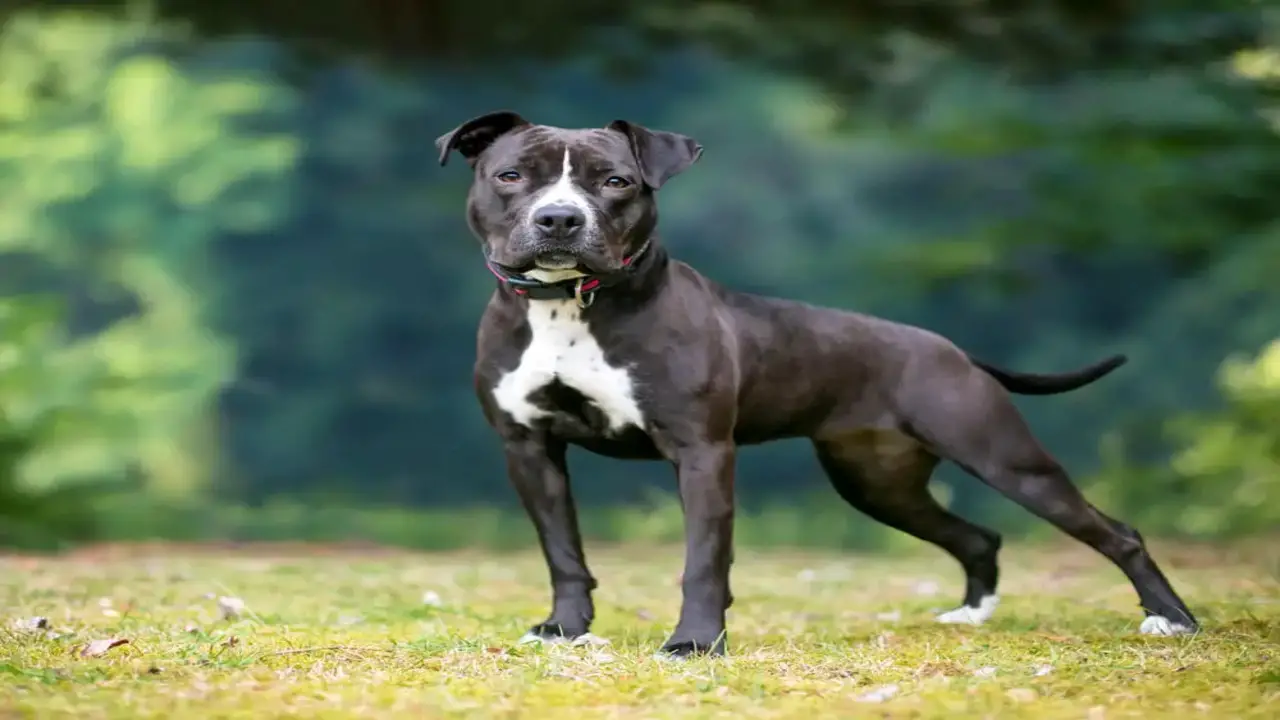 Are Pitbulls A Good Breed For People With Allergies - Know The Truth