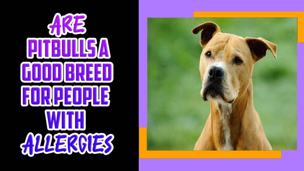 Pitbulls A Good Breed For People With Allergies Explained