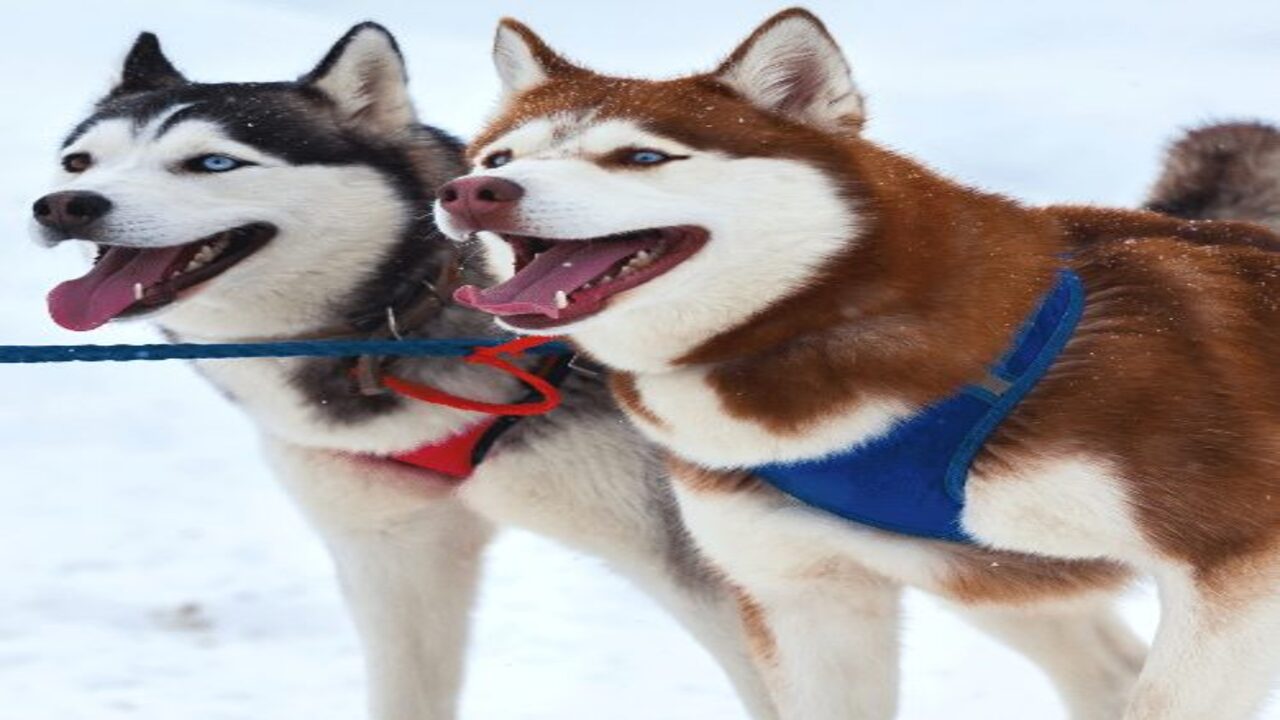 At A Glance Of Brown-Husky